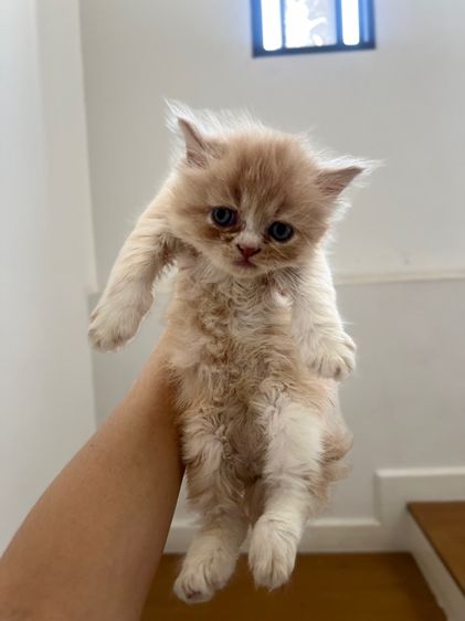 แมวเปอร์เซียแท้ รูปที่ 3