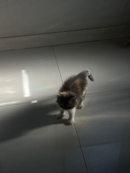 แมวเปอร์เซียแท้ รูปที่ 5