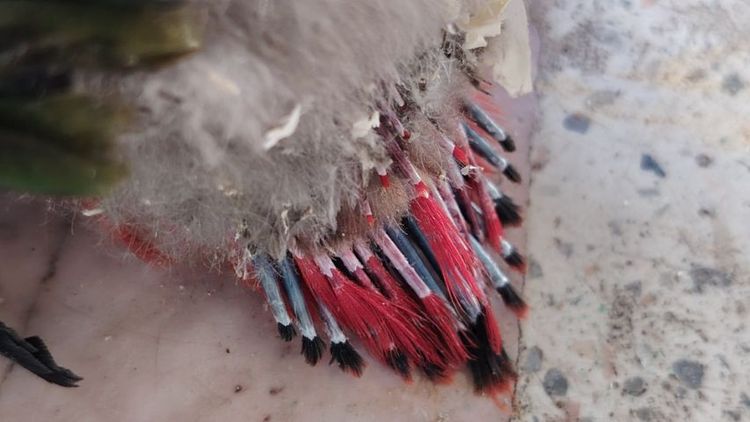 โนรีแคทเทอริ่ง รูปที่ 3