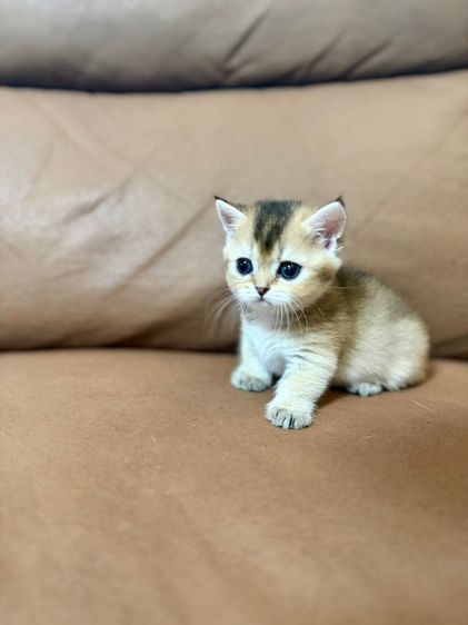 ดญ บริติช-มันช์กิ้น ขาสั้น สีทอง ตาสีเขียว พกใบ รูปที่ 4