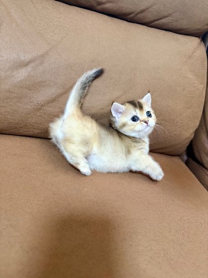 ดญ บริติช-มันช์กิ้น ขาสั้น สีทอง ตาสีเขียว พกใบ รูปที่ 3