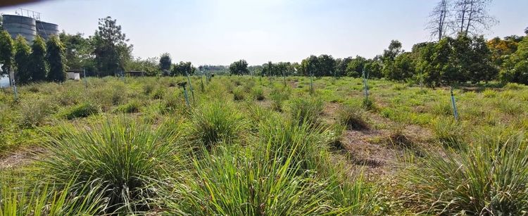 ขายสวนเกษตรพร้อมบ้าน 12.97 ไร่ ลำพูน ปลูกอะโวคาโด+ผักสลัด มีลูกค้ารับซื้อ ราคา 8.9 ล้าน รูปที่ 3