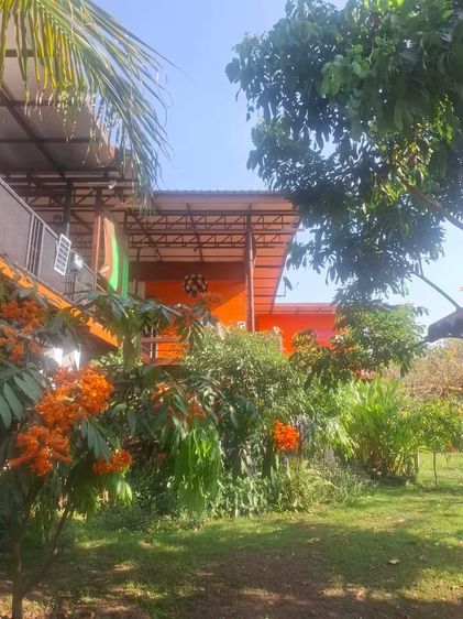 ขายสวนเกษตรพร้อมบ้าน 12.97 ไร่ ลำพูน ปลูกอะโวคาโด+ผักสลัด มีลูกค้ารับซื้อ ราคา 8.9 ล้าน รูปที่ 4