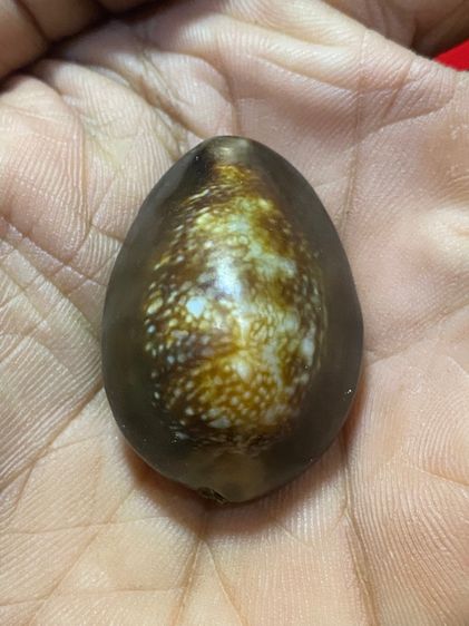 เบี้ยแก้ รูปที่ 7