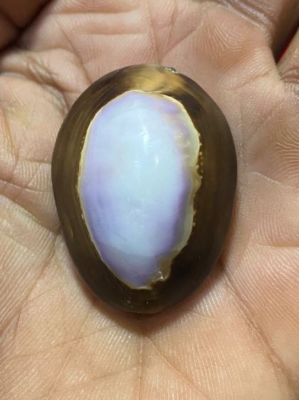 เบี้ยแก้ รูปที่ 5