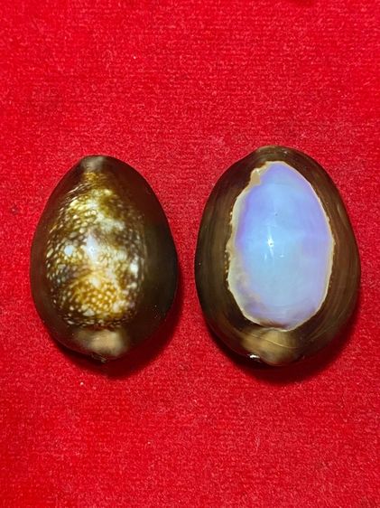 เบี้ยแก้