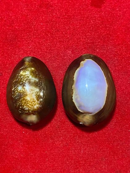 เบี้ยแก้ รูปที่ 2