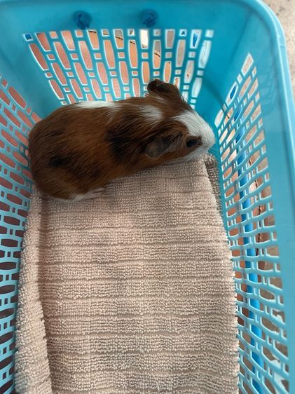 หนูแกสบี้ รูปที่ 5