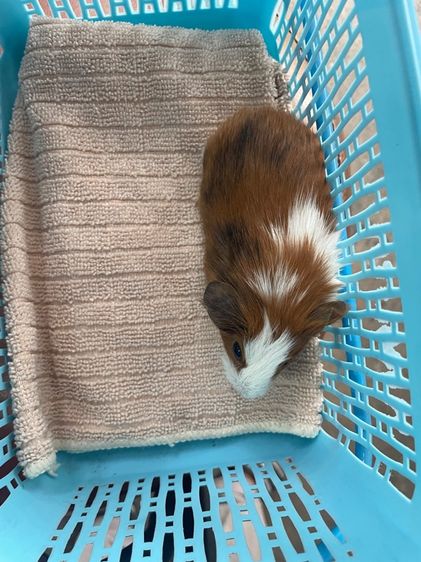 หนูแกสบี้