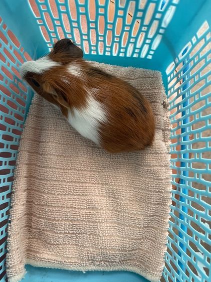 หนูแกสบี้ รูปที่ 4