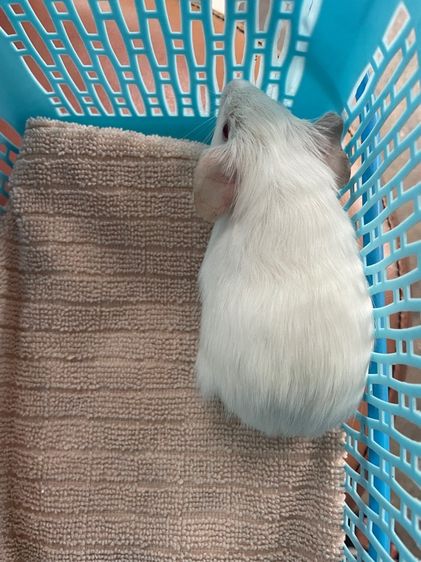 หนูแกสบี้ รูปที่ 2