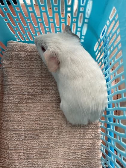 หนูแกสบี้ รูปที่ 4