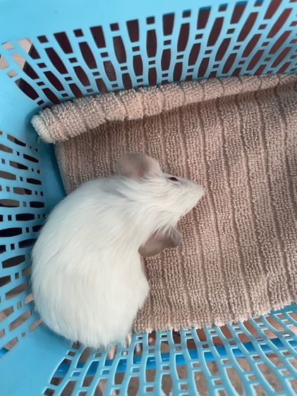 หนูแกสบี้ รูปที่ 3