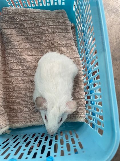 หนูแกสบี้