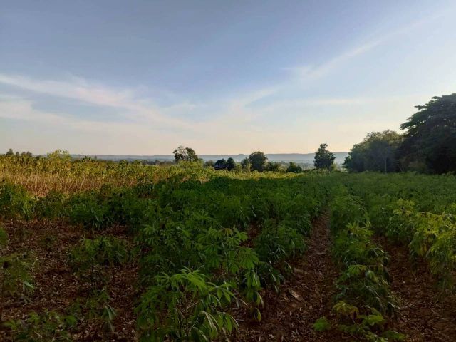 ใช่ ขายที่ดิน จ.อุดรธานี อำเภอ.ศรีธาตุ รูปที่ 4