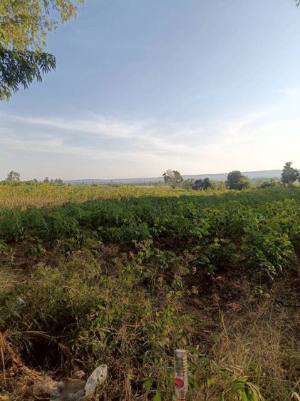 ใช่ ขายที่ดิน จ.อุดรธานี อำเภอ.ศรีธาตุ รูปที่ 2