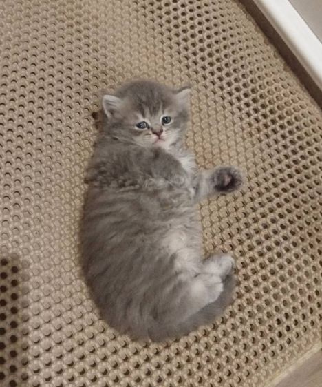 แมวสก็อตติชโฟลด์ รูปที่ 13