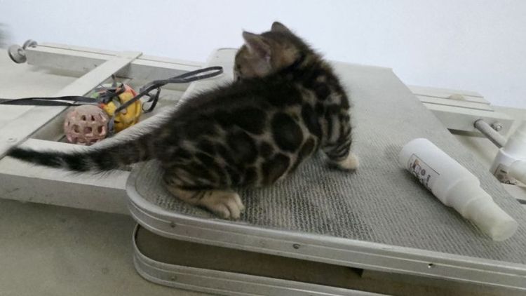 แมวเบงกอลแท้ รูปที่ 2