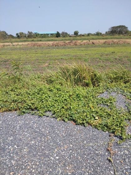 ใช่ ขายด่วน รูปที่ 3