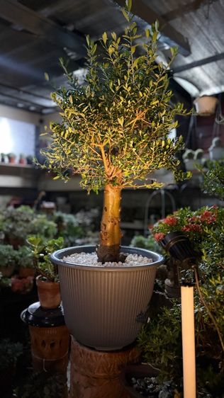 OLIve tree รูปที่ 2