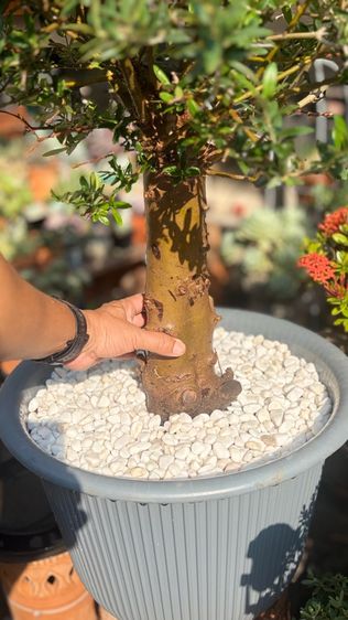 OLIve tree รูปที่ 3