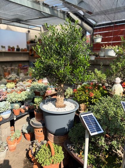 OLIve tree