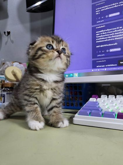 6000 รูปที่ 2