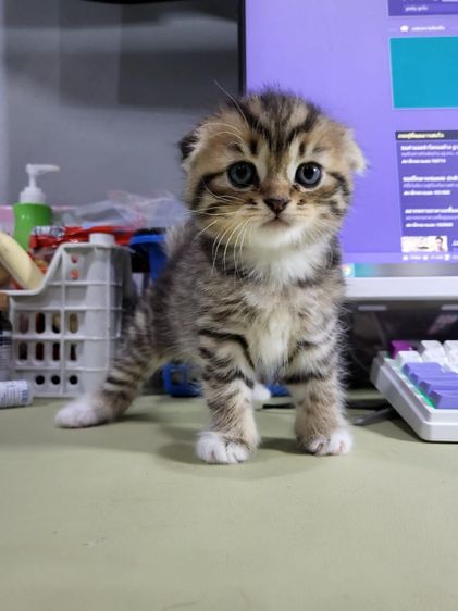 6000 รูปที่ 3