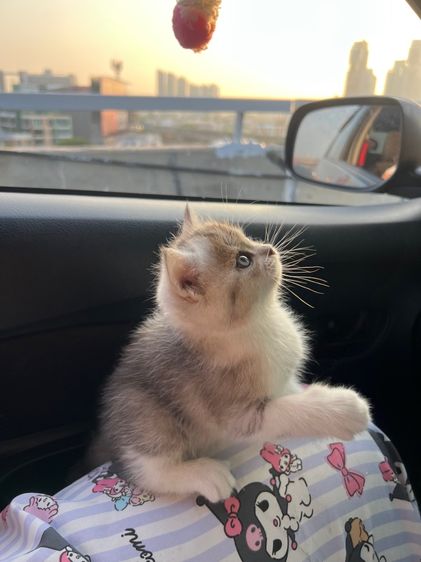 แมวบริติช รูปที่ 5