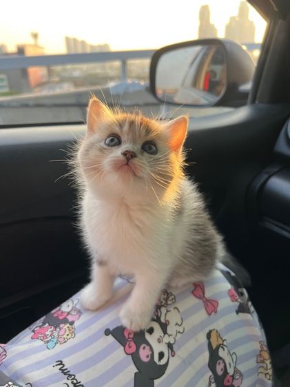 แมวบริติช รูปที่ 2