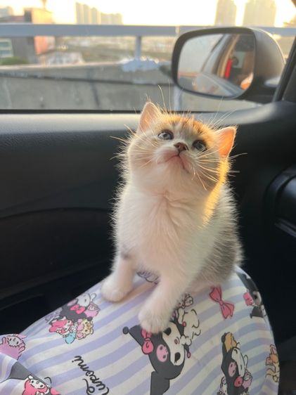 แมวบริติช