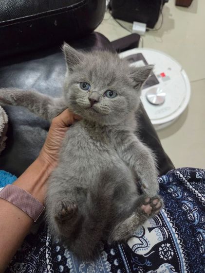 หนุ่มน้อยบริติชชอทแฮร์ รูปที่ 3