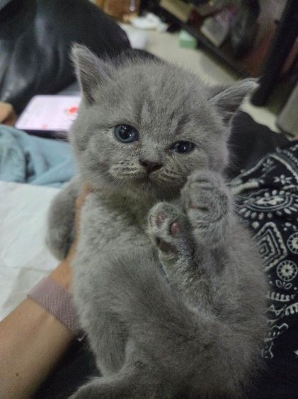 หนุ่มน้อยบริติชชอทแฮร์