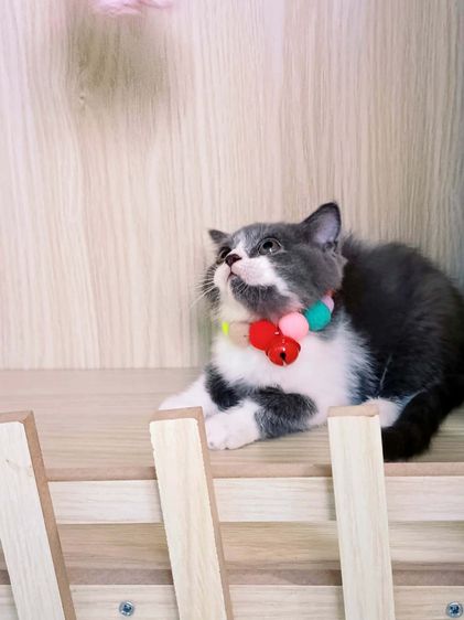 หาบ้านแมวสก๊อตติช รูปที่ 4