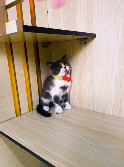 หาบ้านแมวสก๊อตติช รูปที่ 5