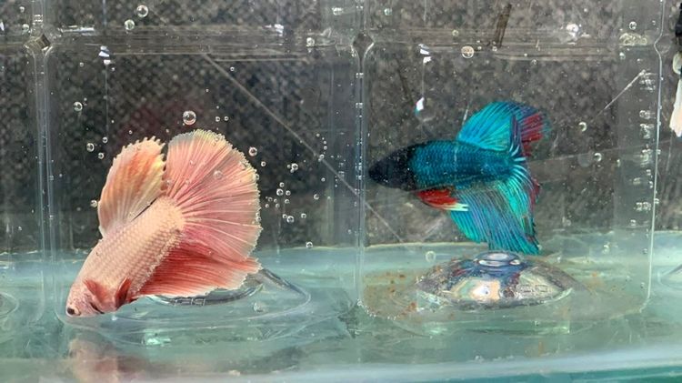 ฮาฟมูน รูปที่ 5