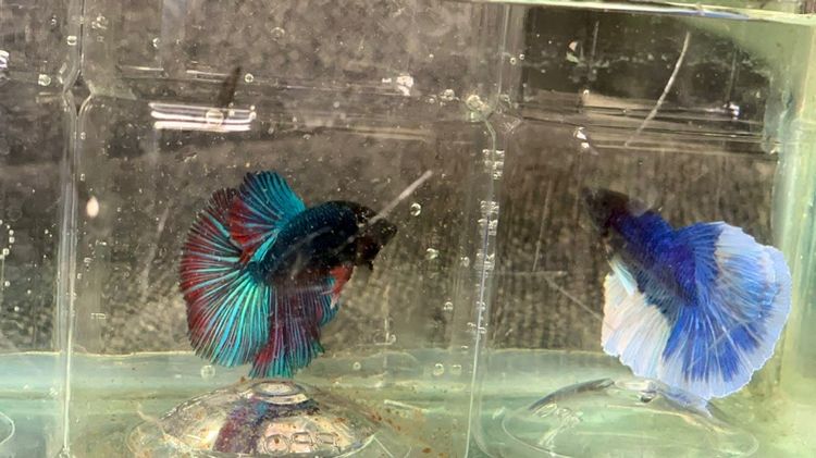 ฮาฟมูน รูปที่ 4