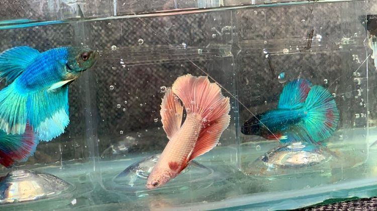 กัด ฮาฟมูน