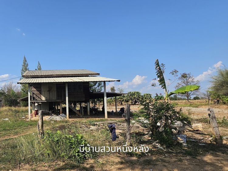 ขายที่ดินพร้อมบ้านสวน 311 ตร.ว. ใกล้ มข. มีไฟฟ้า น้ำไม่ท่วม  รูปที่ 4