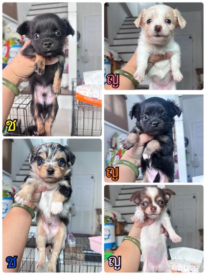 ชิวาว่า