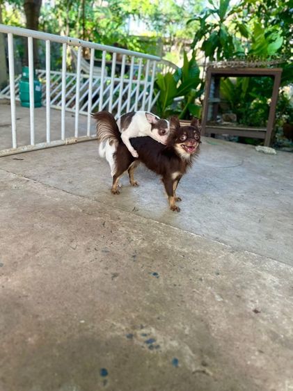 ชิวาวาผสมแล้ว