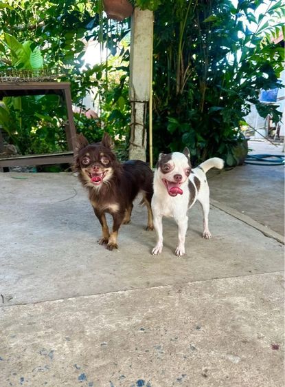 ชิวาวาผสมแล้ว รูปที่ 2