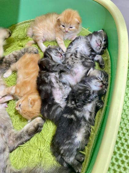 เปิดจองเปอร์เซียแท้ รูปที่ 3