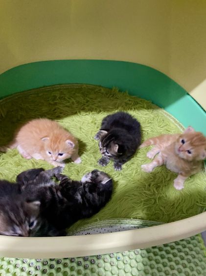 เปิดจองเปอร์เซียแท้ รูปที่ 2