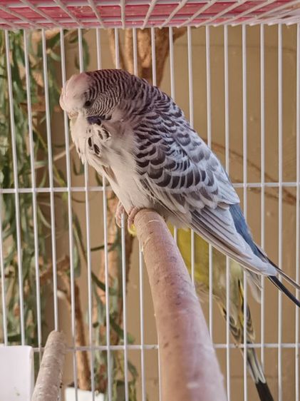 นกหงส์หยกอังกฤษ