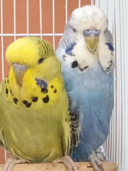 นกหงส์หยกอังกฤษ รูปที่ 6