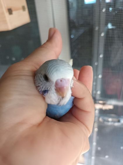 นกหงส์หยกอังกฤษ รูปที่ 2