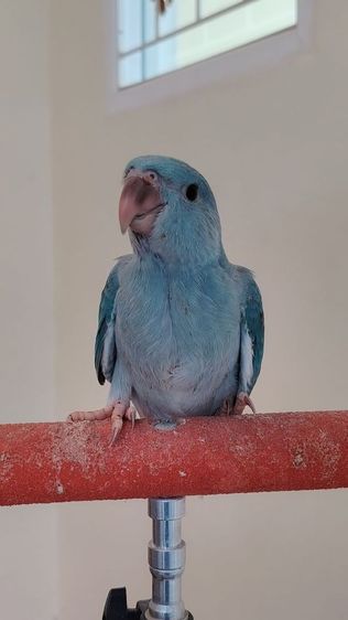 ราคานี้แค่ 3 วันเท่านั้น รูปที่ 2