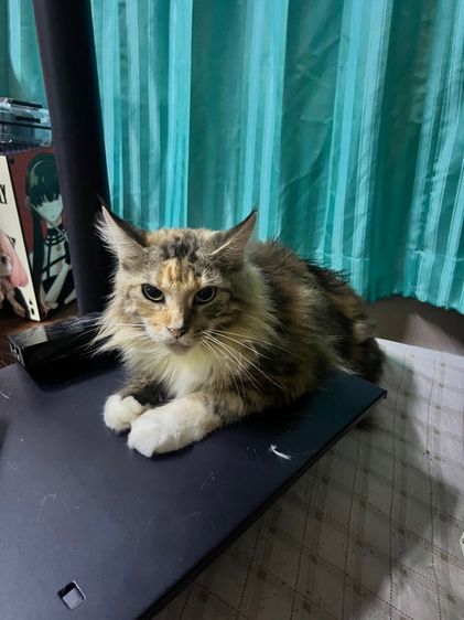 เมนคูนแท้เพศเมีย