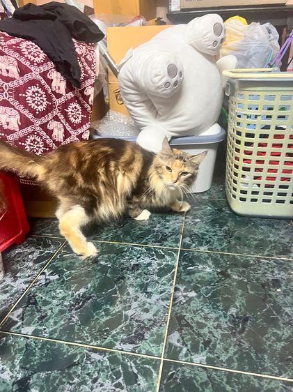 เมนคูนแท้เพศเมีย รูปที่ 2